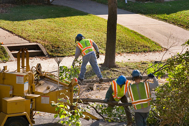 Best Tree Maintenance Programs  in Fishers, IN